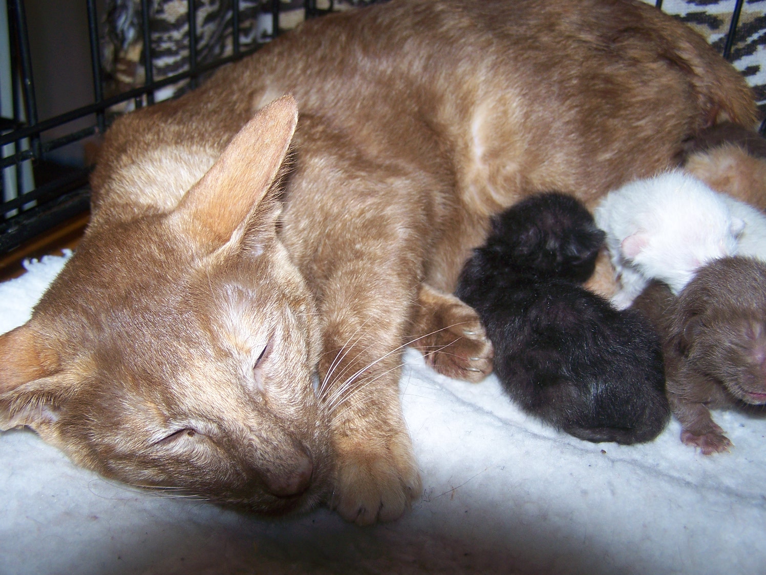 cinnamon tortie queen with her kittens