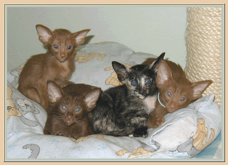 cinnamon kittens