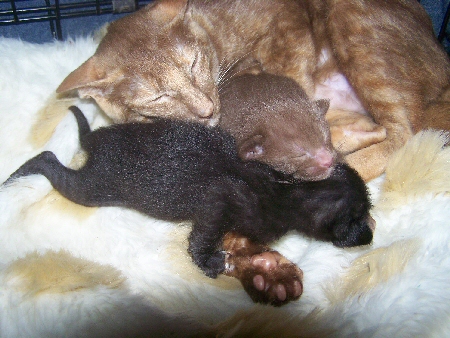 Cinnamon Tortie with kittens, Myskancokatz