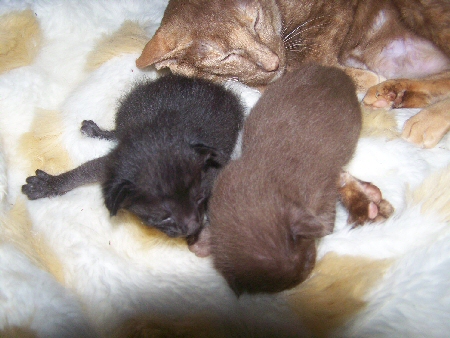 Myskancokatz, Cinnamon Tortie with kittens