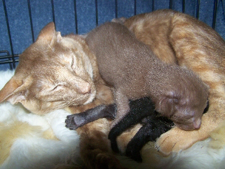 Mykanco, Cinnamon Tortie, with her black and cinnamon kitten